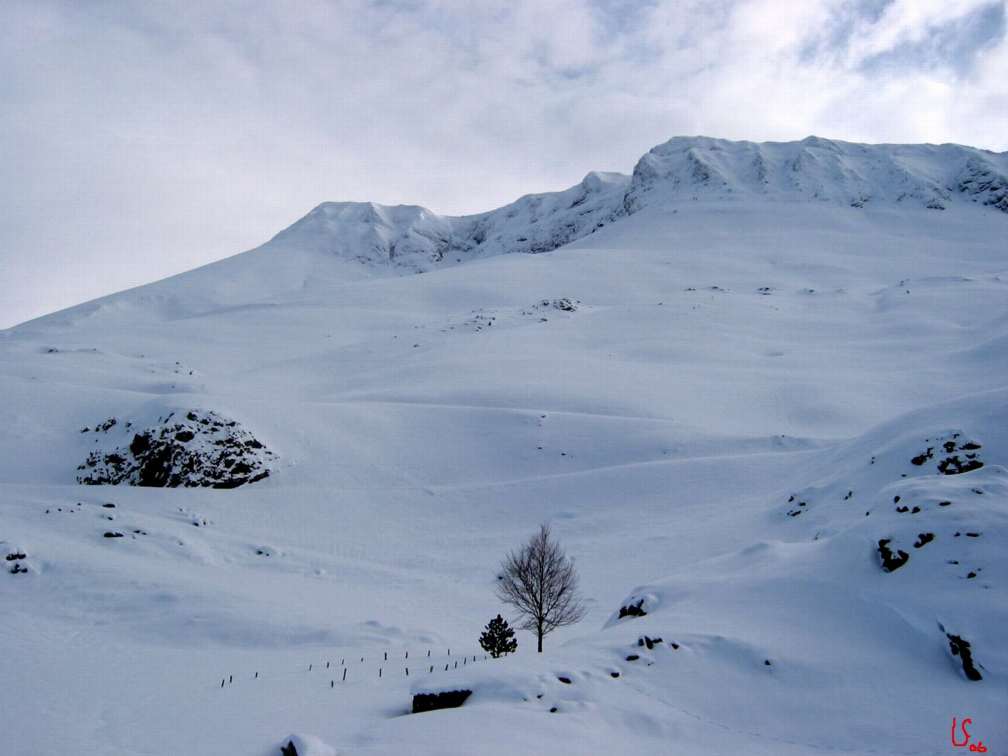 l'arbre du Jaout