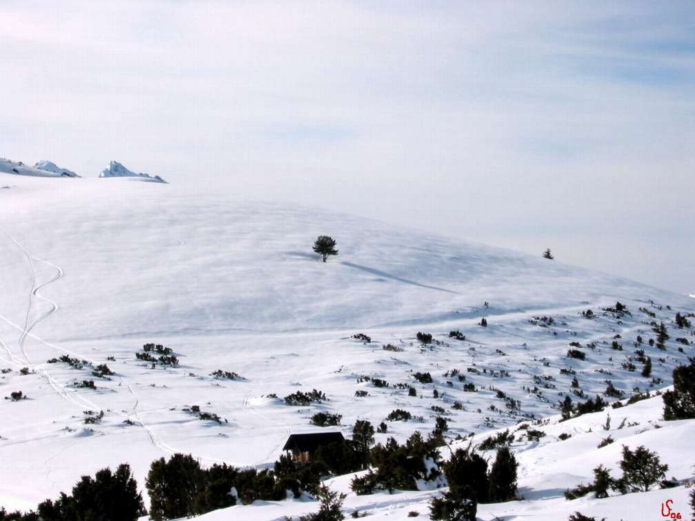 l'arbre de Bene