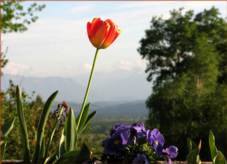 tulipe