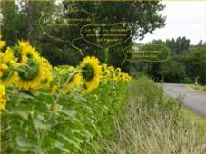 tournesols