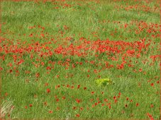 coquelicots