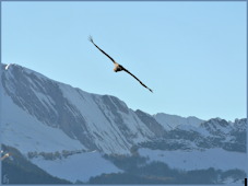 montagne
                verte