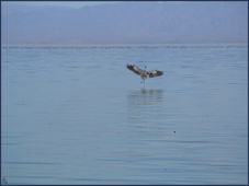 Salton
                Sea