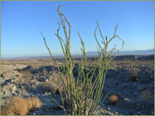 Borrego Springs