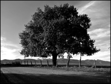 L'arbre