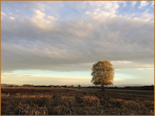 arbre au couchant