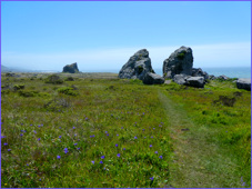 Sonoma
                                                          coast