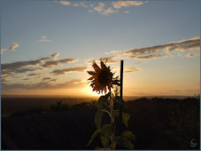 Tournesol