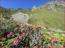 Rhododendrons