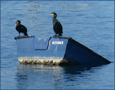 cormorans