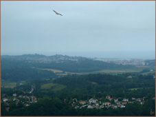 vautour