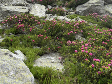 Rhodosdendrons