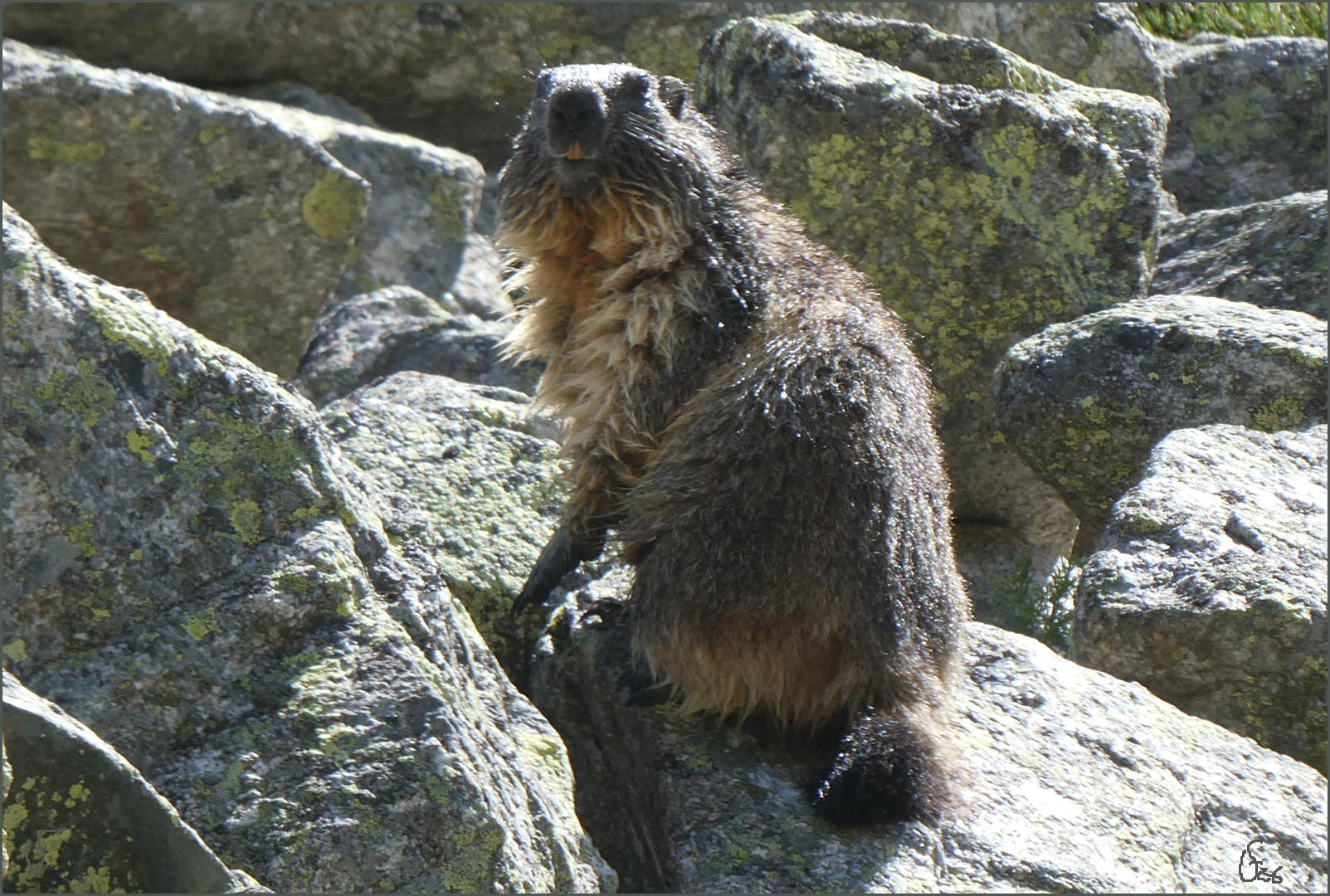 marmotte